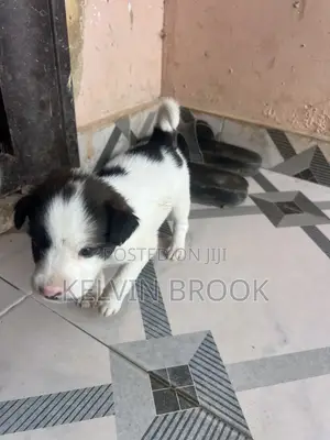 1-3 months Male Purebred Dog