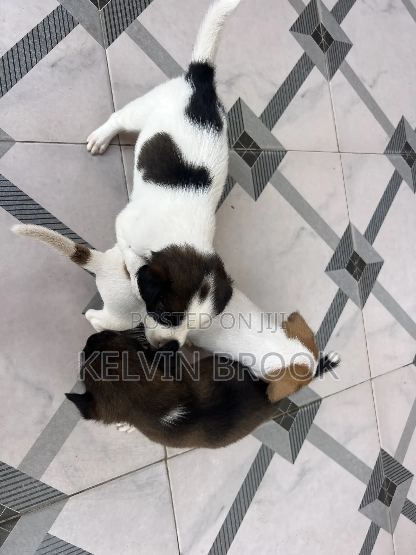 1-3 months Male Purebred Dog