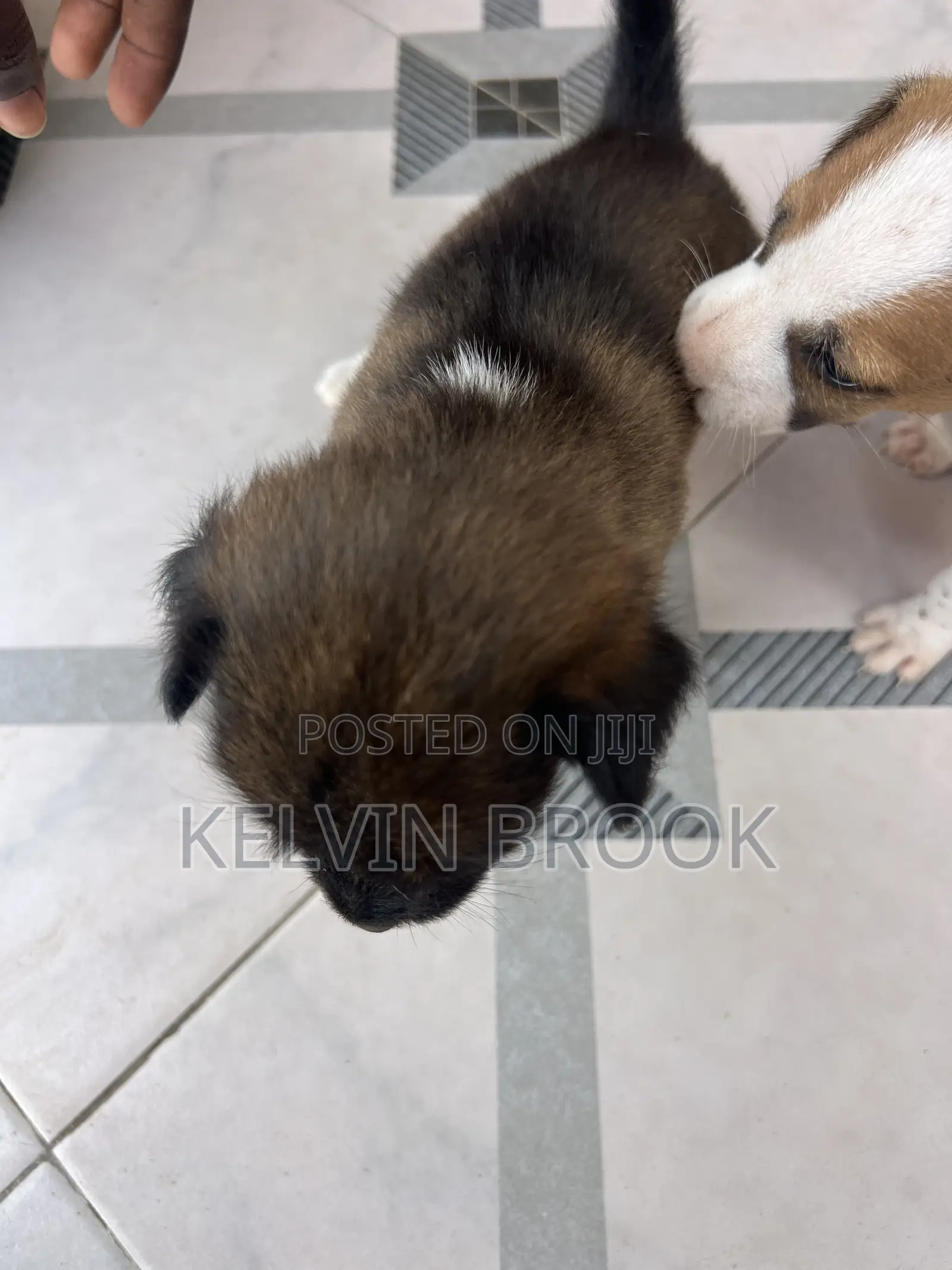 1-3 months Male Purebred Dog