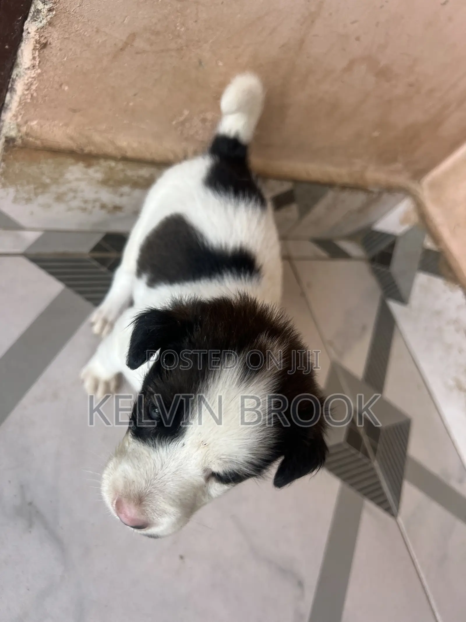 1-3 months Male Purebred Dog