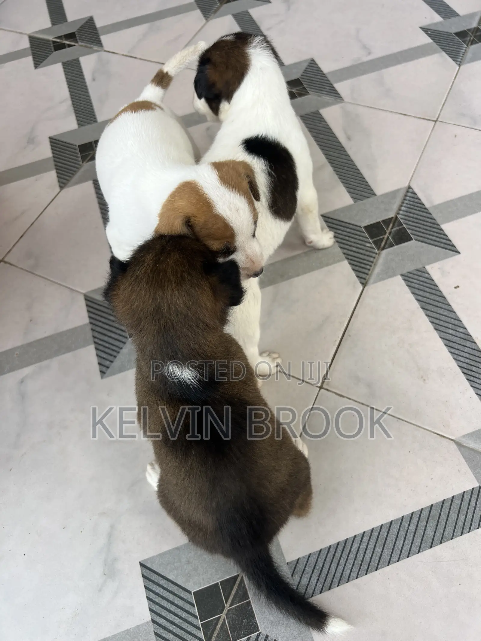 1-3 months Male Purebred Dog