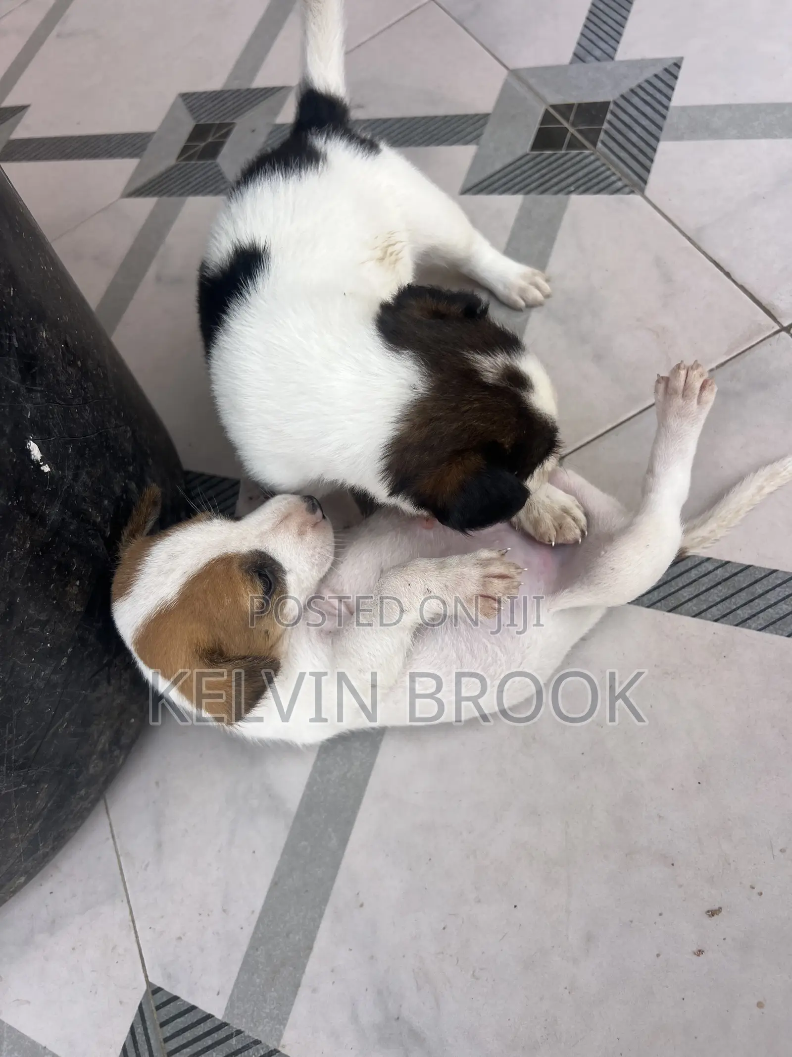 1-3 months Male Purebred Dog