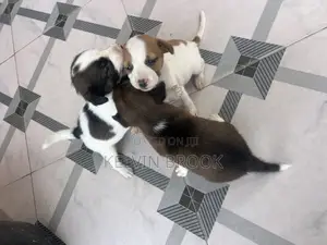 1-3 months Male Purebred Dog