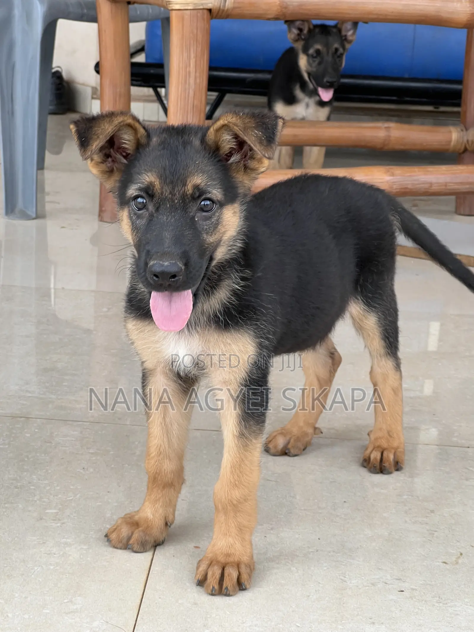 1-3 months Female Purebred German Shepherd