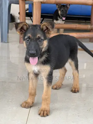 1-3 months Female Purebred German Shepherd