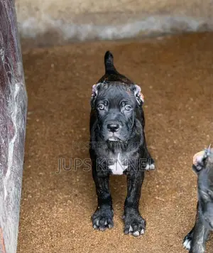 1-3 months Male Purebred Cane Corso