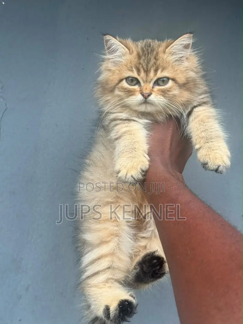 1-3 months Female Purebred Persian