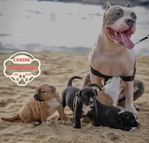 1-3 months Female Purebred American Pit Bull Terrier