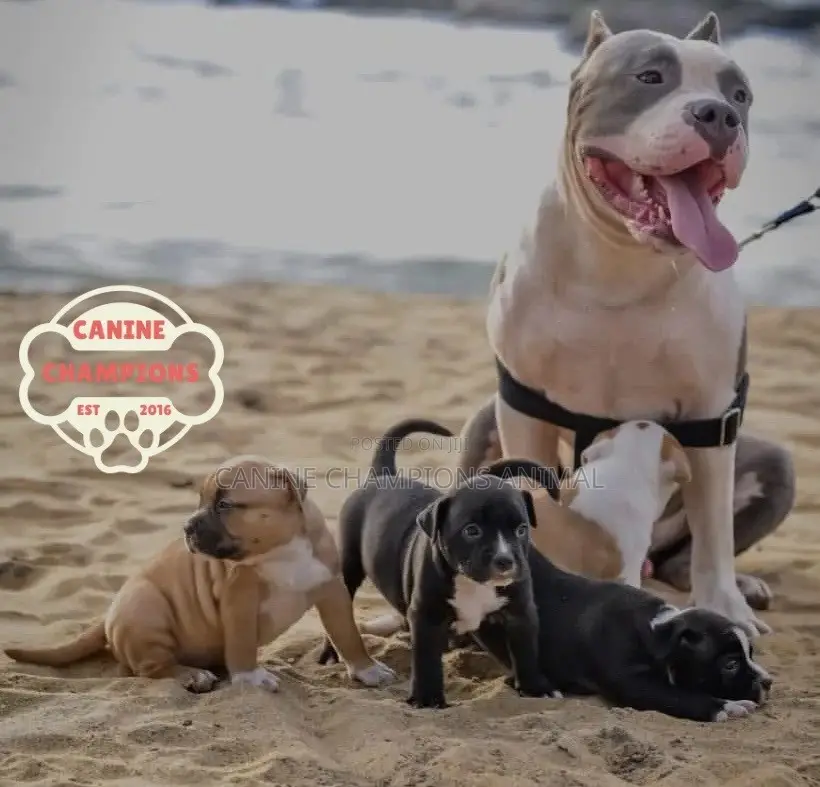 1-3 months Female Purebred American Pit Bull Terrier