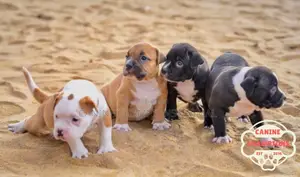 1-3 months Female Purebred American Pit Bull Terrier