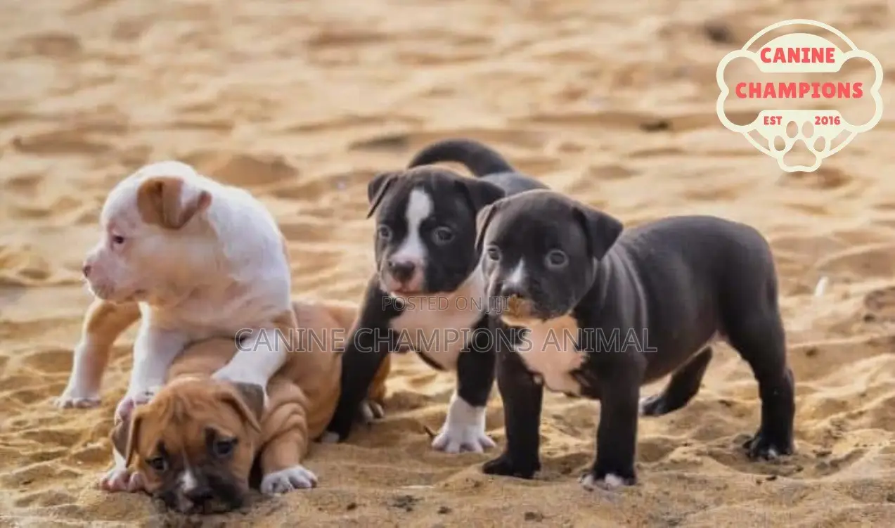 1-3 months Female Purebred American Pit Bull Terrier