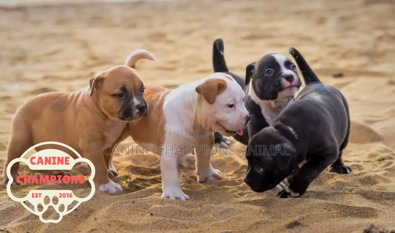 1-3 months Female Purebred American Pit Bull Terrier