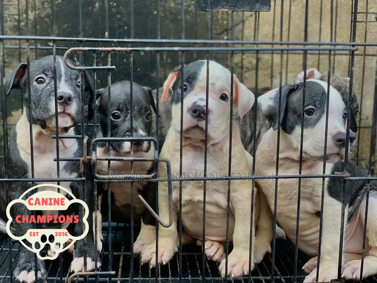 1-3 months Female Purebred American Pit Bull Terrier