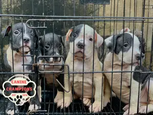 1-3 months Female Purebred American Pit Bull Terrier