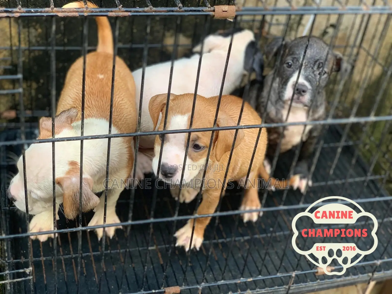 1-3 months Female Purebred American Pit Bull Terrier