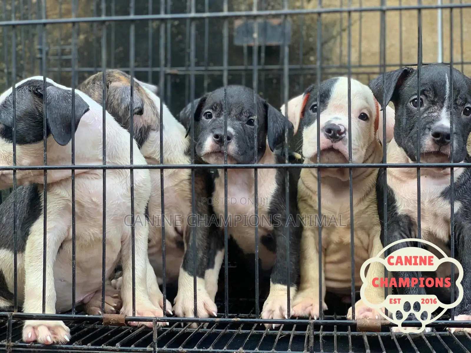 1-3 months Female Purebred American Pit Bull Terrier