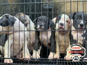 1-3 months Female Purebred American Pit Bull Terrier