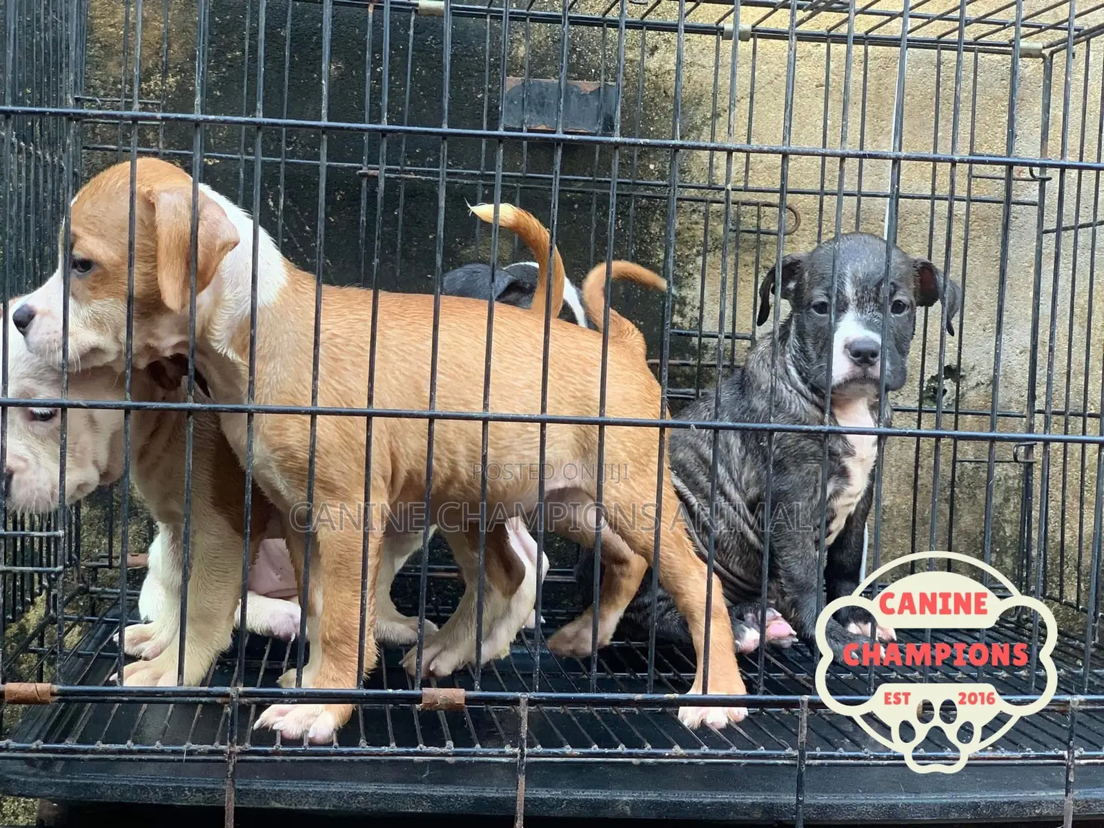 1-3 months Female Purebred American Pit Bull Terrier
