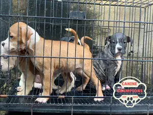 1-3 months Female Purebred American Pit Bull Terrier