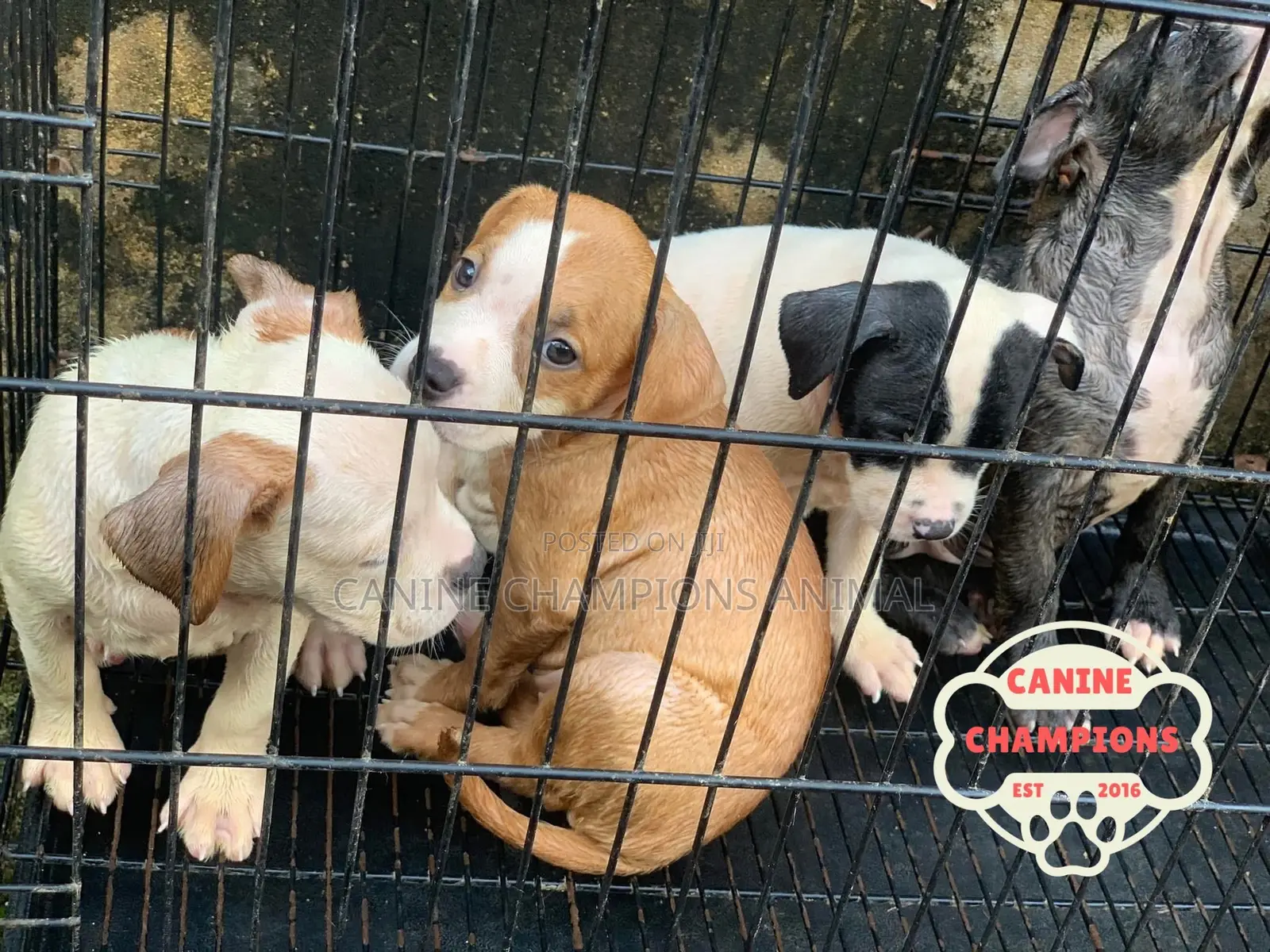 1-3 months Female Purebred American Pit Bull Terrier