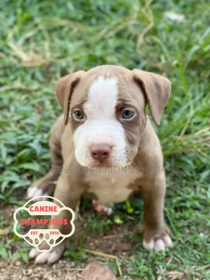 1-3 months Female Purebred American Pit Bull Terrier