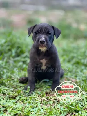 1-3 months Female Purebred American Pit Bull Terrier