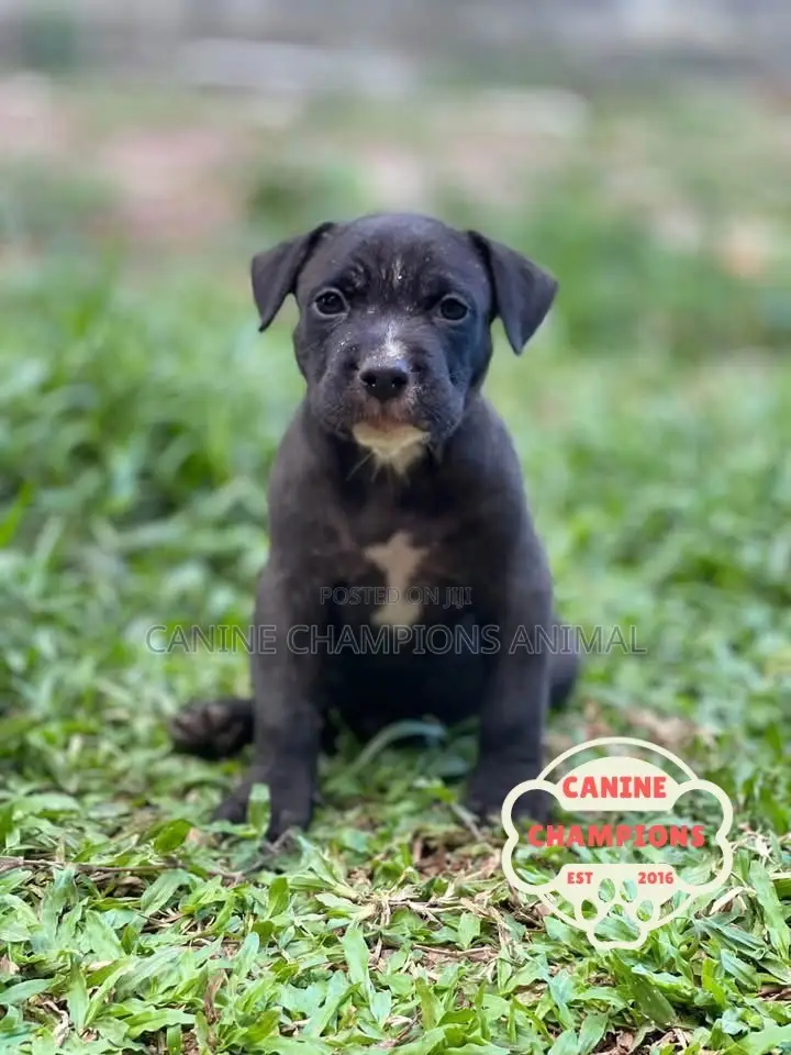 1-3 months Female Purebred American Pit Bull Terrier