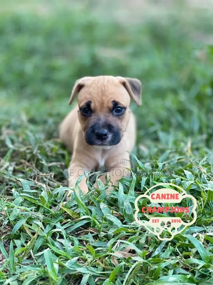 1-3 months Female Purebred American Pit Bull Terrier