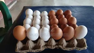 Fresh Clean Eggs