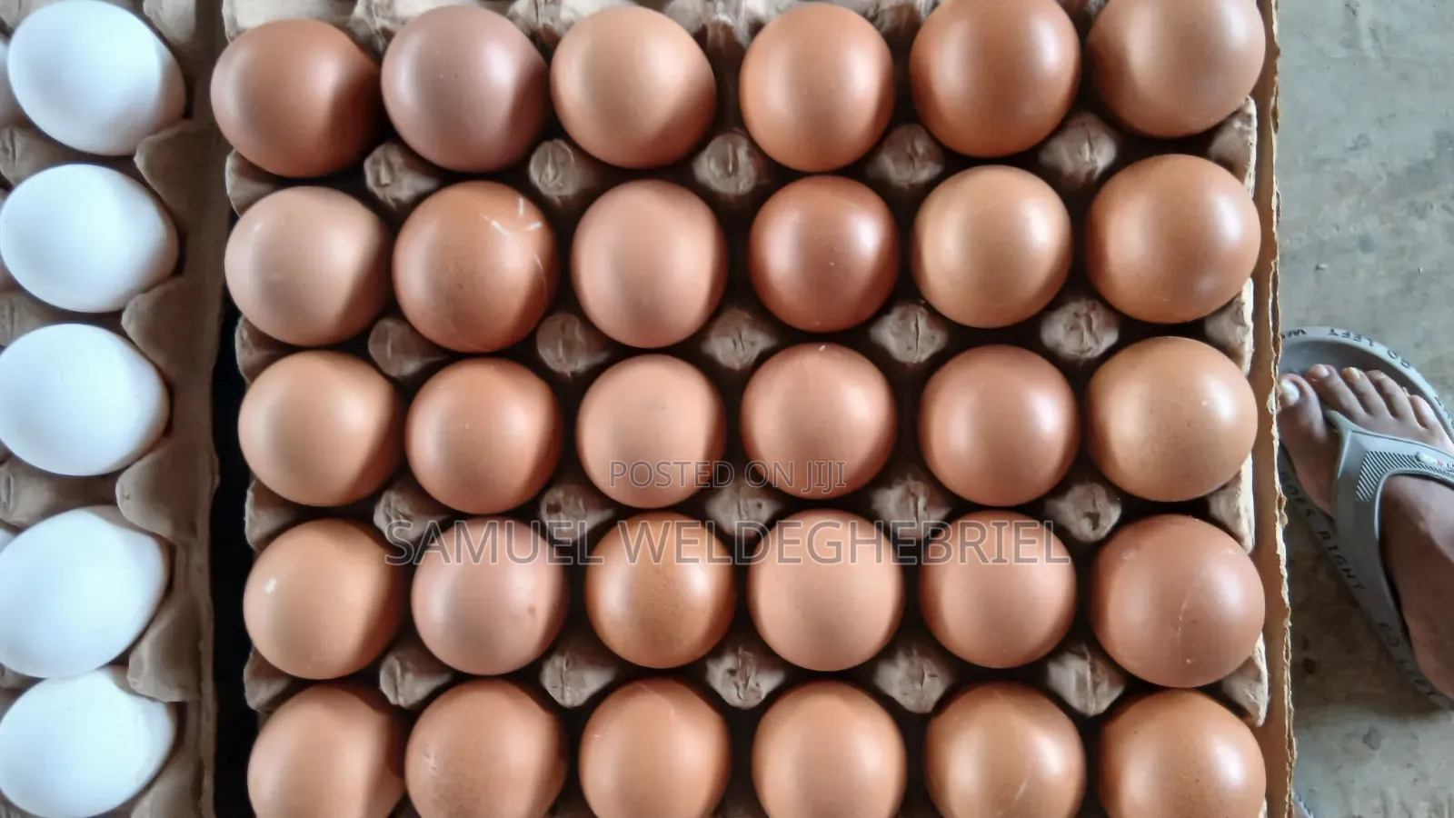 Fresh Clean Eggs