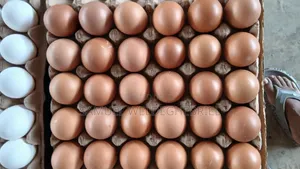 Fresh Clean Eggs
