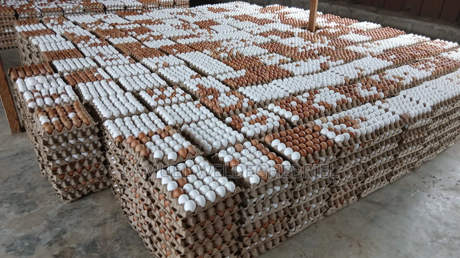 Fresh Clean Eggs