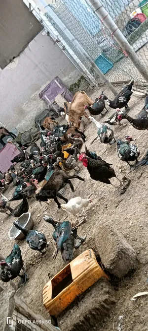 Mature Muscovy Ducks for Sale!