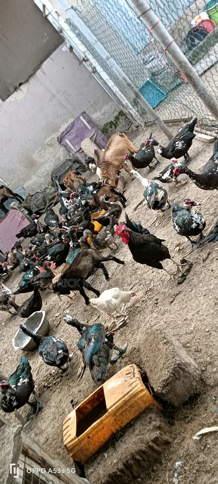 Mature Muscovy Ducks for Sale!