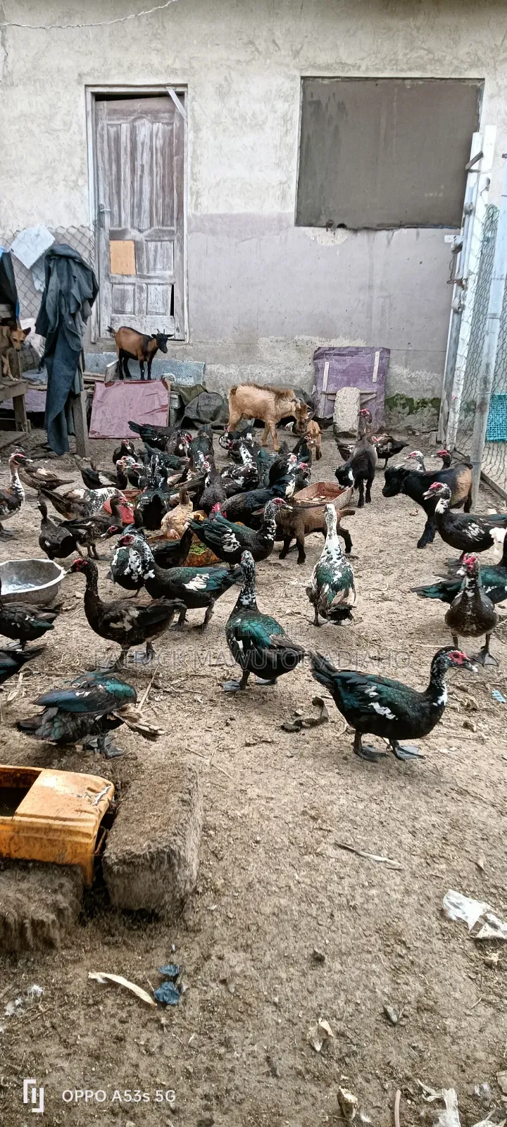 Mature Muscovy Ducks for Sale!