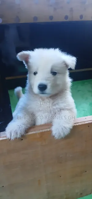 1-3 months Female Purebred White Shepherd
