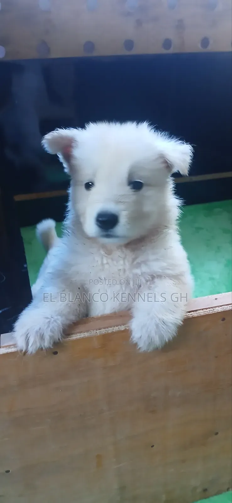 1-3 months Female Purebred White Shepherd