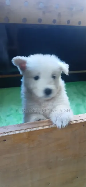 1-3 months Female Purebred White Shepherd