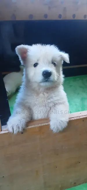 1-3 months Female Purebred White Shepherd