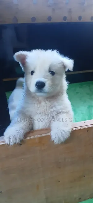 1-3 months Female Purebred White Shepherd