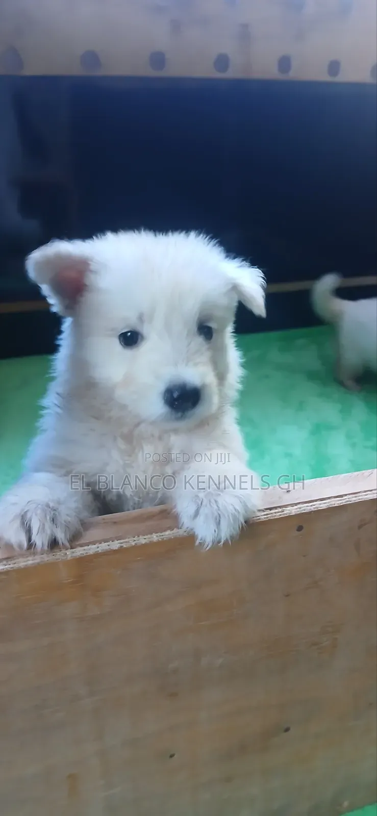 1-3 months Female Purebred White Shepherd