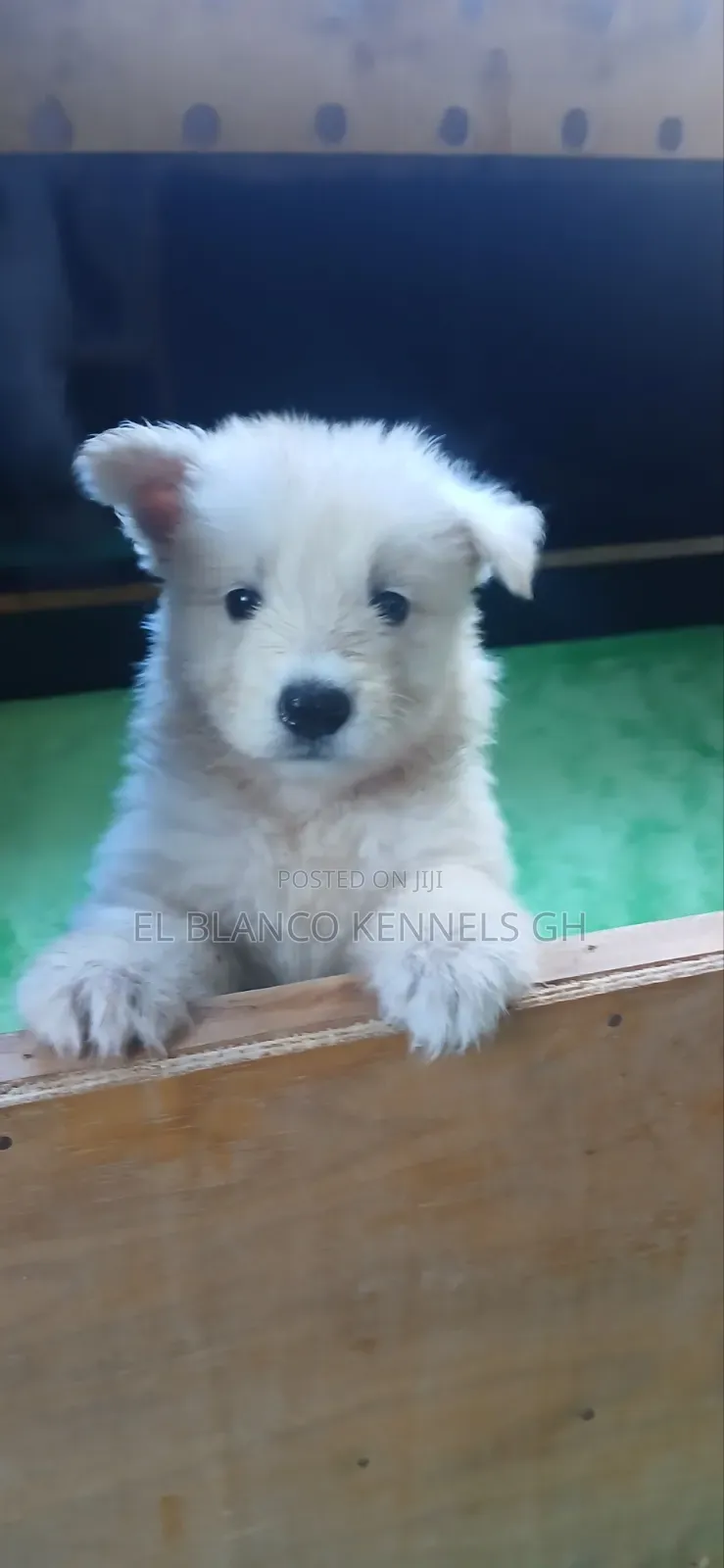 1-3 months Female Purebred White Shepherd