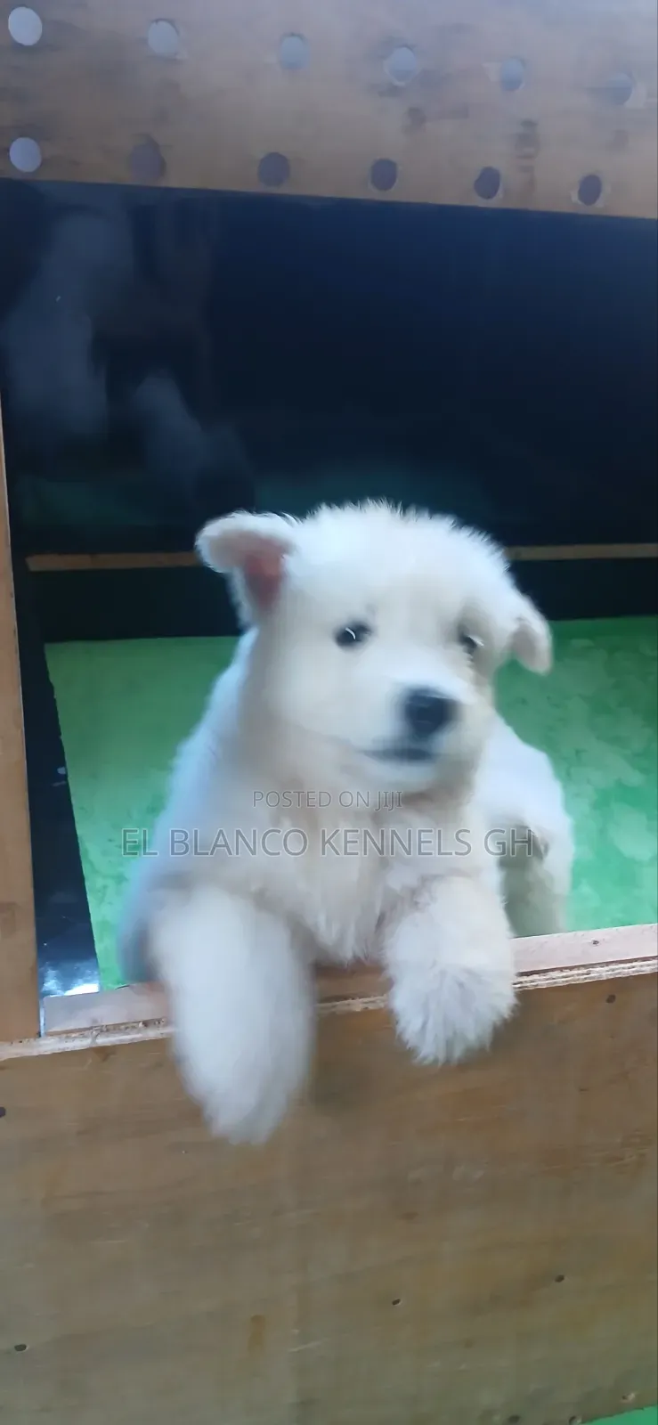 1-3 months Female Purebred White Shepherd