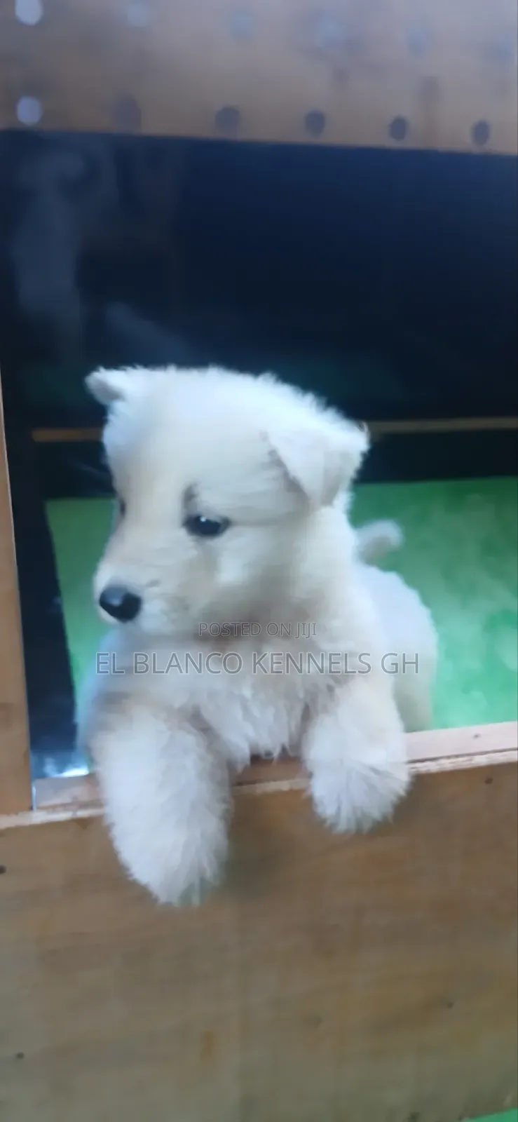 1-3 months Female Purebred White Shepherd