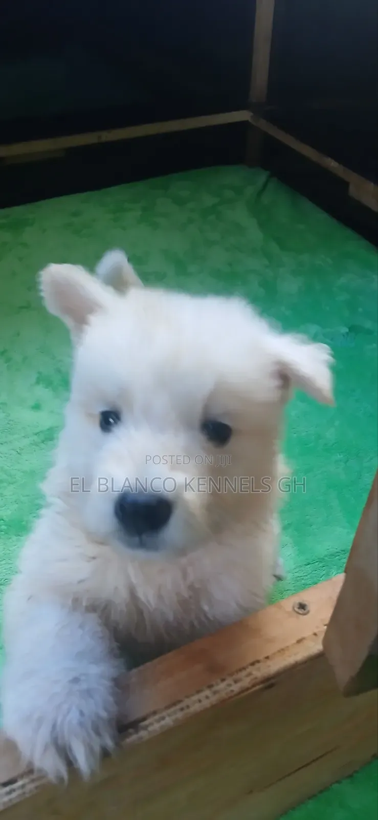 1-3 months Female Purebred White Shepherd