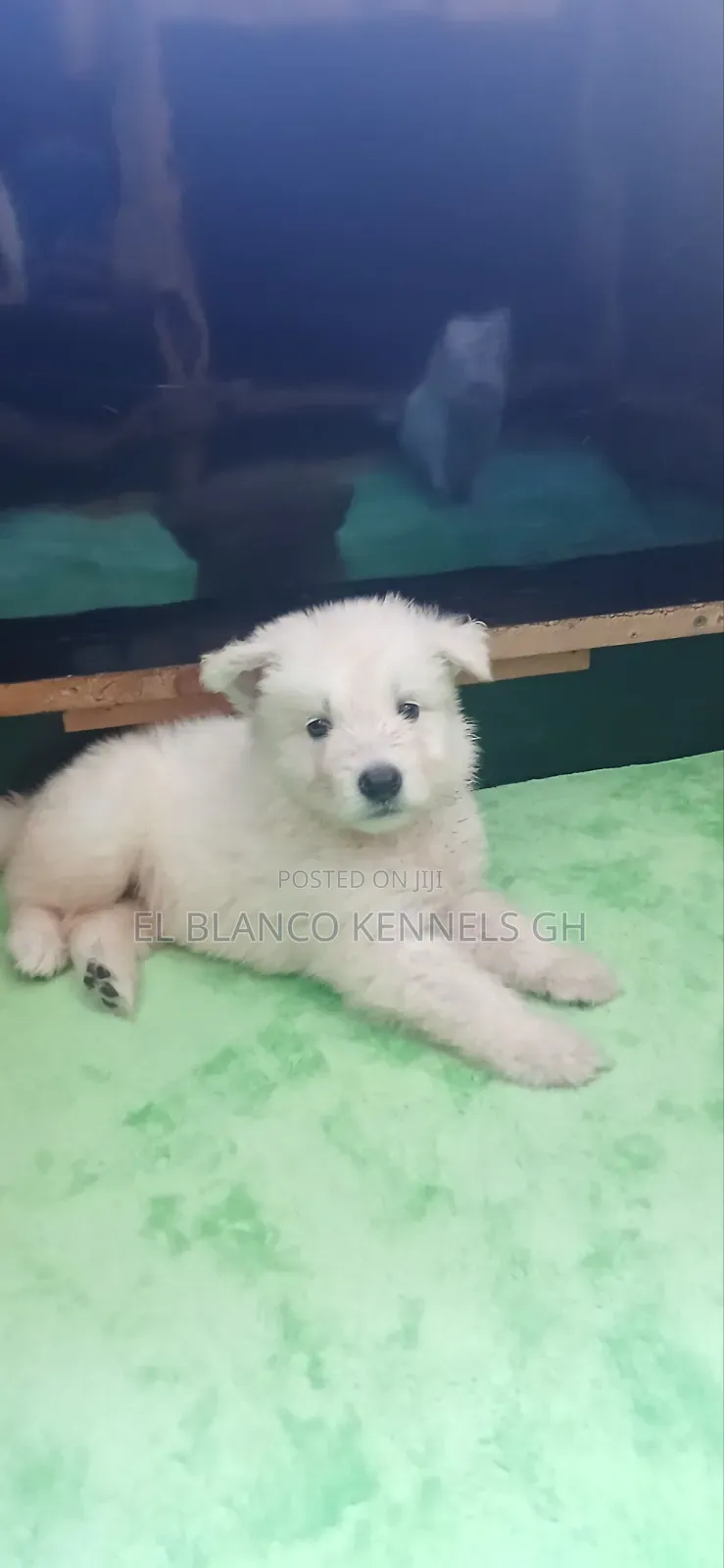 1-3 months Female Purebred White Shepherd