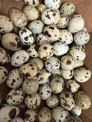 Quail Table Meat and Fresh Eggs for Sale