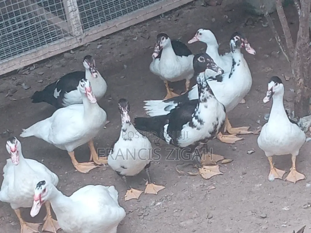 Healthy Ducks for Sale