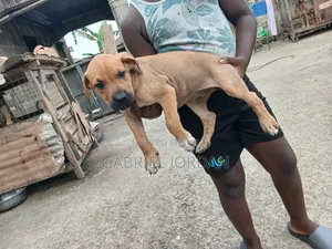 0-1 month Male Purebred Dog