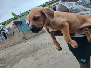 0-1 month Male Purebred Dog